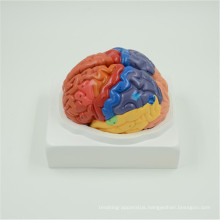 Customized manufacturer anatomical human size plastic brain